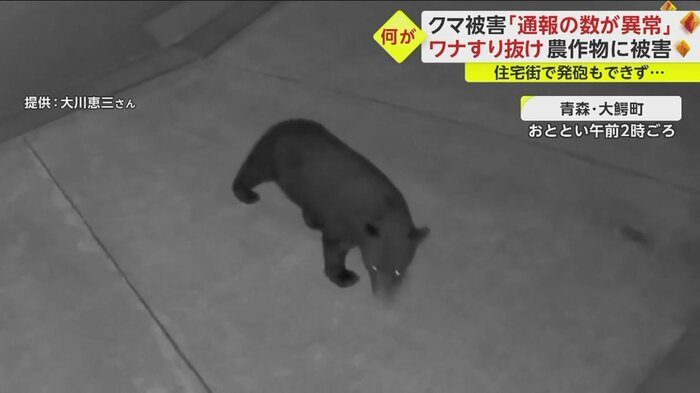 青森・大鰐町に現れたクマ