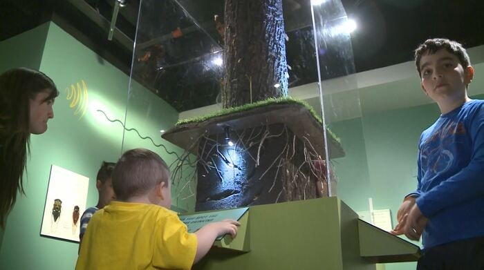 ダン博物館の展示は子供たちにも人気