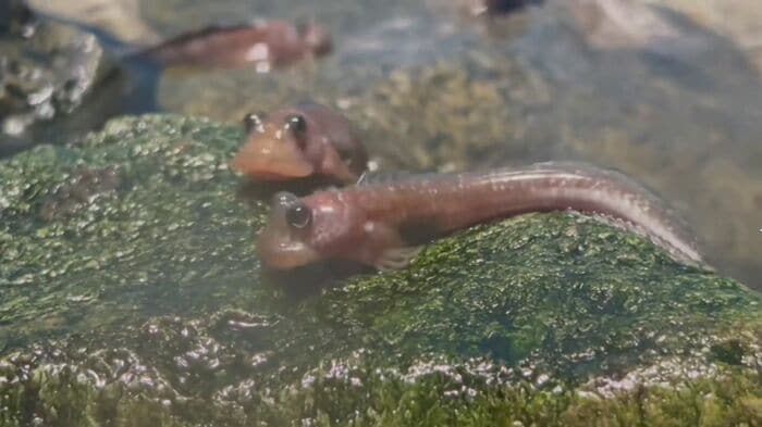 ヨダレカケ 画像提供：しまね海洋館アクアス