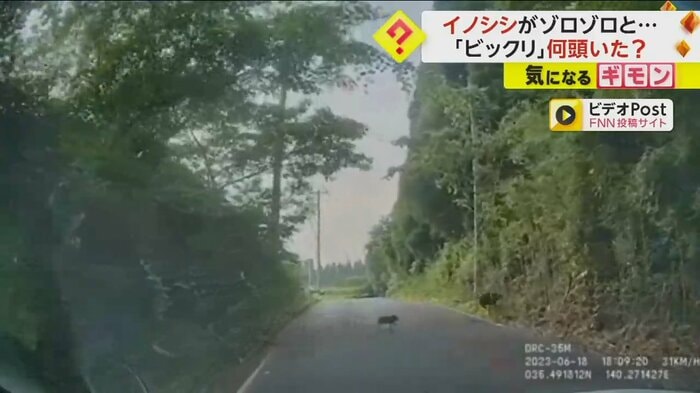 突然イノシシの群れが道路を横切る