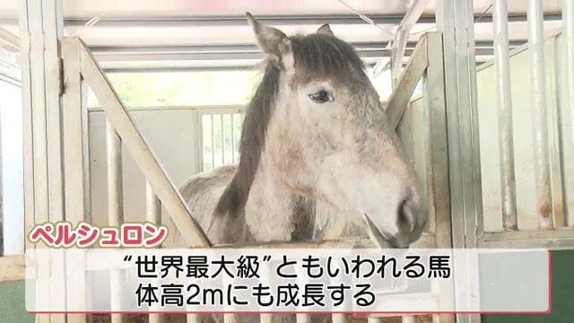 ペルシュロンの楽(らん)ちゃん・メス 1歳