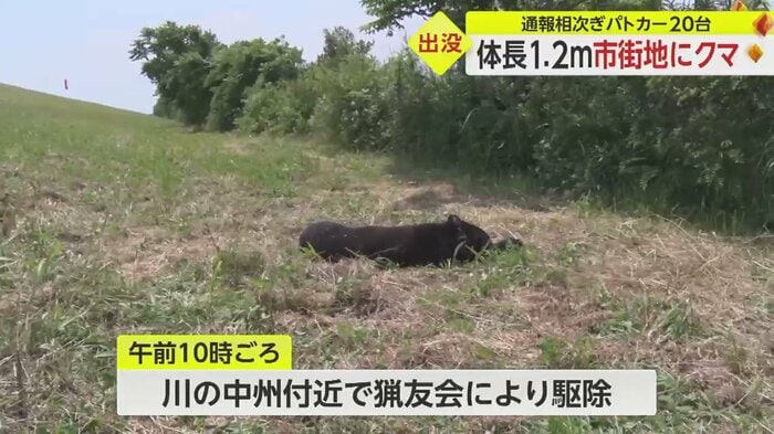 川を泳いで渡ったとみられ、中州付近で駆除された
