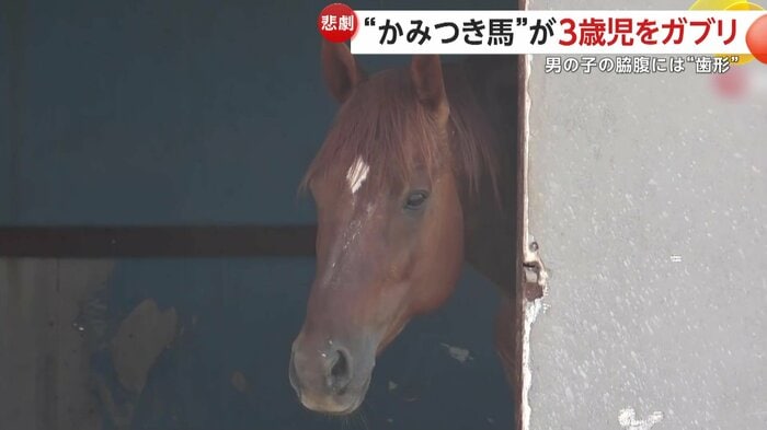 申し訳なさそうにこちらを見つめる“かみつき犯”の馬(IHA)