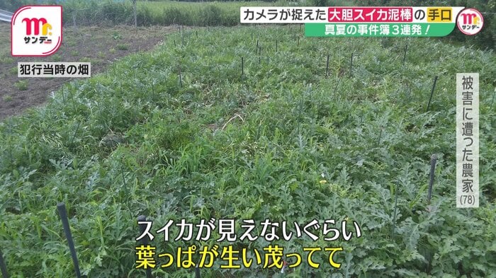 犯行当時はスイカが見えないほど葉が生い茂っていたという