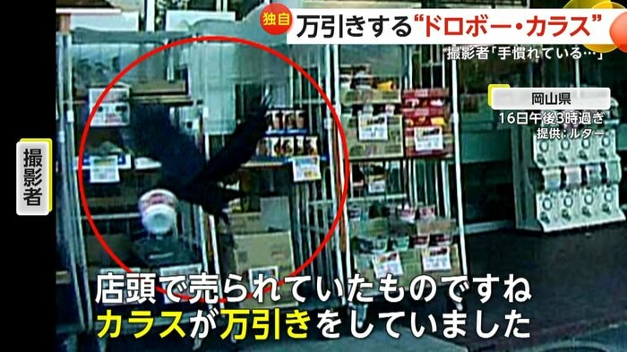 「店頭で売られていたものですねカラスが万引きをしていたね」と話す撮影者