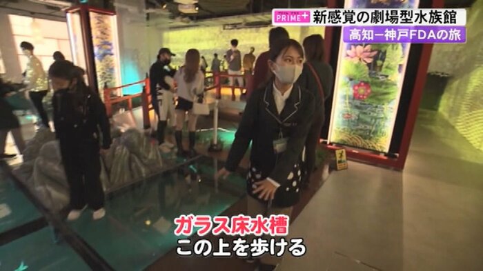 ガラス床の下には魚たちが
