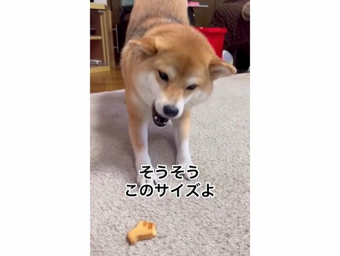 提供:柴犬ゆきちゃん