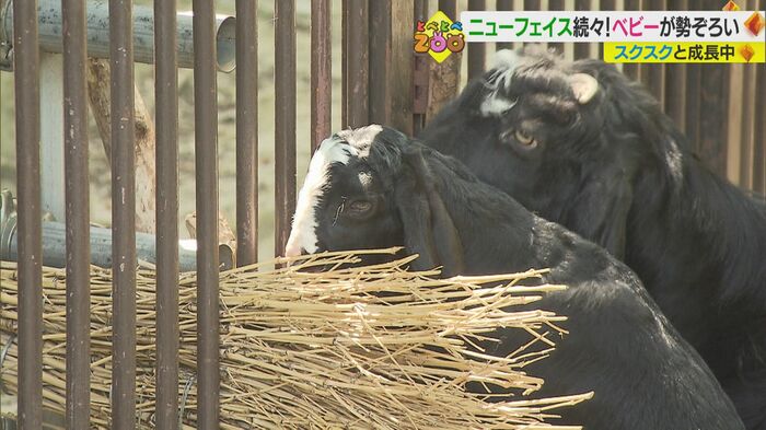 草を食べる「アヅキ」