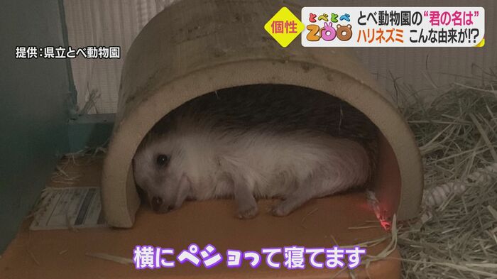 横になって寝るいさみ 警戒心は強くないとか