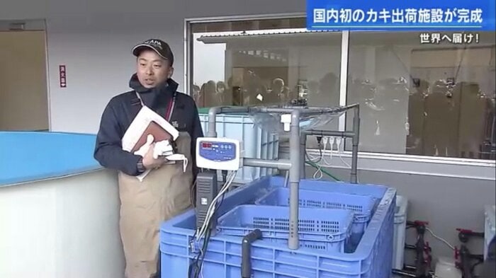 水揚げされたカキの鮮度を維持する水槽