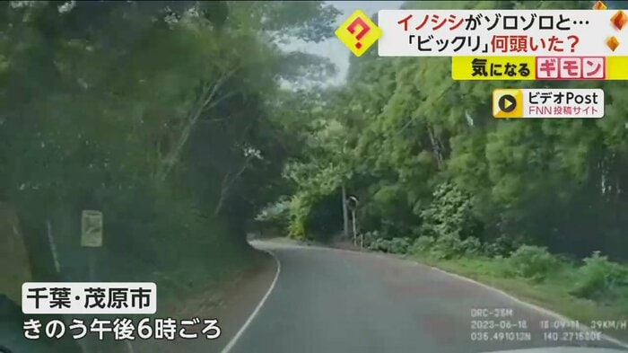 車内からの映像。木々に囲まれた道路を車が走っている