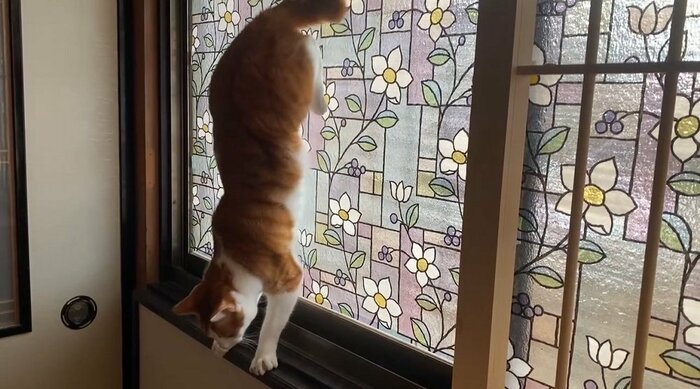 別の場所でもすることがある 玄関横の窓で逆立ちUターン