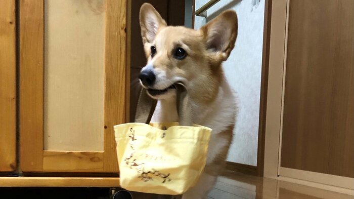 ブロッコリーが入った袋も運びます