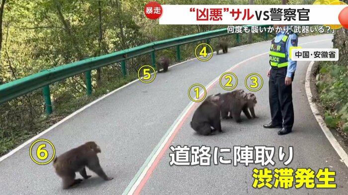 道路を塞いでいたサルの群れ(中国SNSより)
