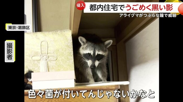 可愛いと感じつつ距離を置いたという撮影者(FNN投稿サイト「ビデオPost」)