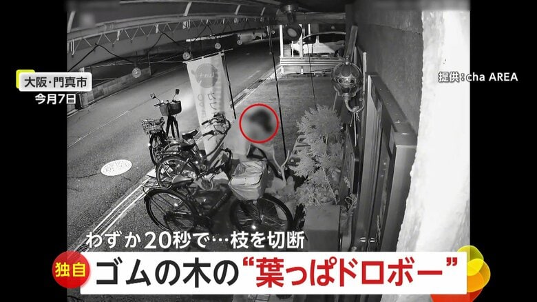 「ものすごい腹が立つ…謝って」夫からのプレゼント“ゴムの木”を切断　20秒で盗む“葉っぱドロボー”　大阪・門真市｜FNNプライムオンライン