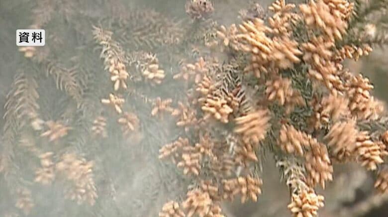 関東では「スギ花粉」飛散始まる　猛暑の影響で例年より多くなる見込み　長野県内でもまもなく…医師「早めの治療を」　最新の対策グッズも紹介｜FNNプライムオンライン