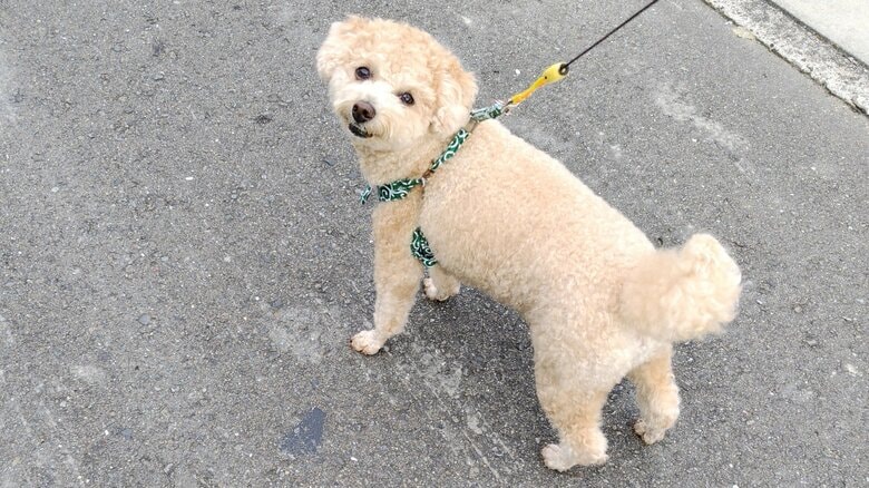 認知症リスク48%減でも“犬を飼えない”高齢者　「ペット終活」で最期まで愛犬と暮らす方法｜FNNプライムオンライン