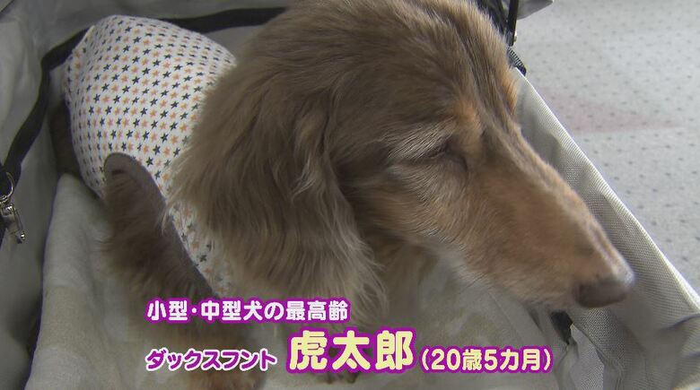 20歳5カ月の愛犬「虎太郎」に感謝「子育ての伴走者になってくれた」  長生きの秘訣は家族の愛情「穏やかに一日一日過ごしてくれたら」　動物愛護週間に合わせ「ご長寿犬」を表彰｜FNNプライムオンライン