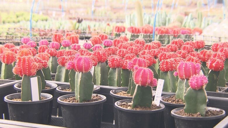 3/10は「サボテンの日」…特産品としてアピールする愛知県春日井市 大学では“地球の未来”に向けた研究も｜FNNプライムオンライン