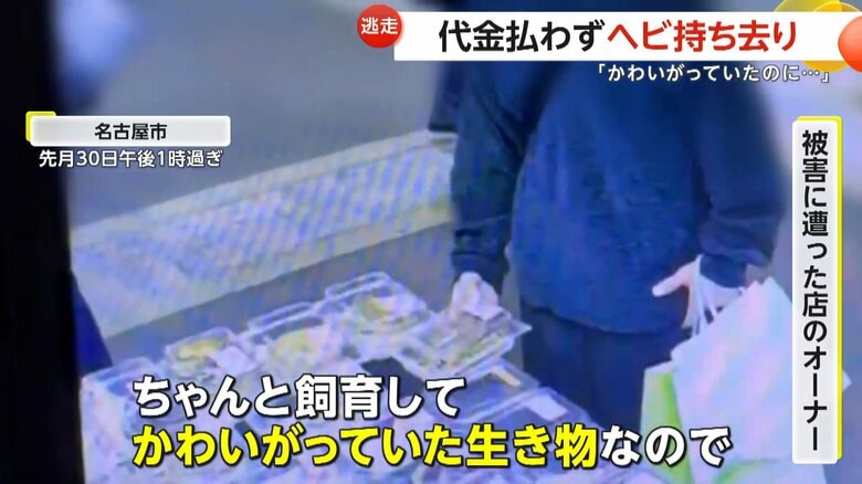 「かわいがっていたのに」爬虫類イベントで生きたヘビ盗難…スタッフの接客中狙い3万5000円の「ボールパイソン」盗って逃げる　名古屋市｜FNNプライムオンライン