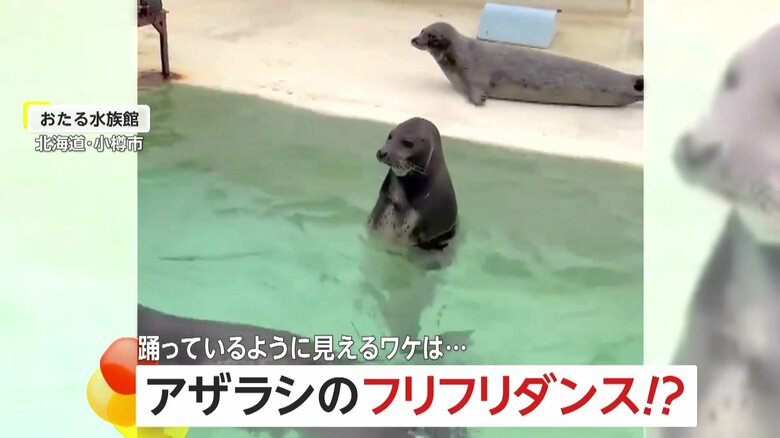 直立！アザラシがフリフリダンス！？踊っているように見えるワケは…実は“休憩中”　北海道・小樽市「おたる水族館」｜FNNプライムオンライン