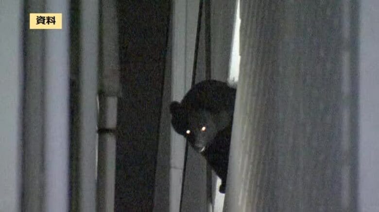 “非常事態”　ツキノワグマ緊急対策に補正予算約3,000万円を専決処分＜福島県＞｜FNNプライムオンライン