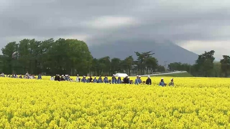 1000万本の菜の花が満開、一般公開へ　児童がピクニック　岩手県盛岡市｜FNNプライムオンライン