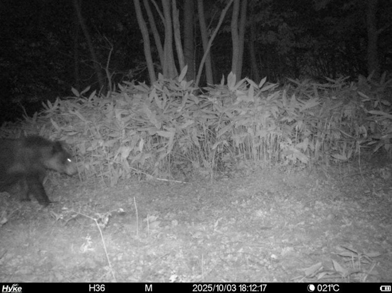 【ヒグマ速報】札幌市西区西野でヒグマ1頭を駆除_体重100キロ超のメス_複数頭の出没続き公園は閉鎖継続〈北海道〉｜FNNプライムオンライン
