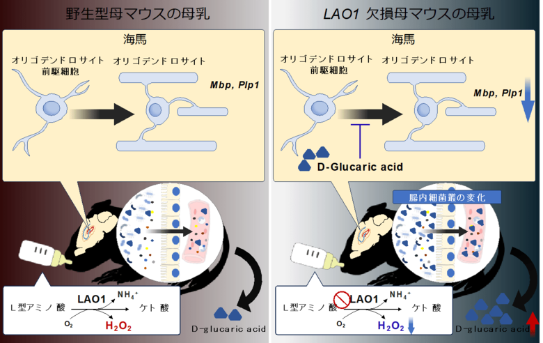 母乳が腸内細菌叢形成を介し脳発達に与える影響を解明