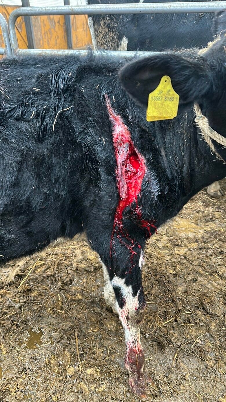 【ヒグマ速報】乳牛66頭を襲い続けた怪物ヒグマ「OSO18」苦い記憶が残る標茶町の牧場でウシが40センチの傷…筋肉が断裂し血だらけ＿クマに襲われた可能性…牧場主「今まで見たことない傷」〈北海道〉｜FNNプライムオンライン