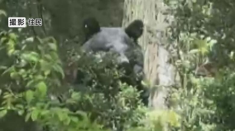 クマが民家の庭に4時間ほど居座る　麻酔銃で捕獲、駆除　体長1メートルほど　長野・安曇野市｜FNNプライムオンライン