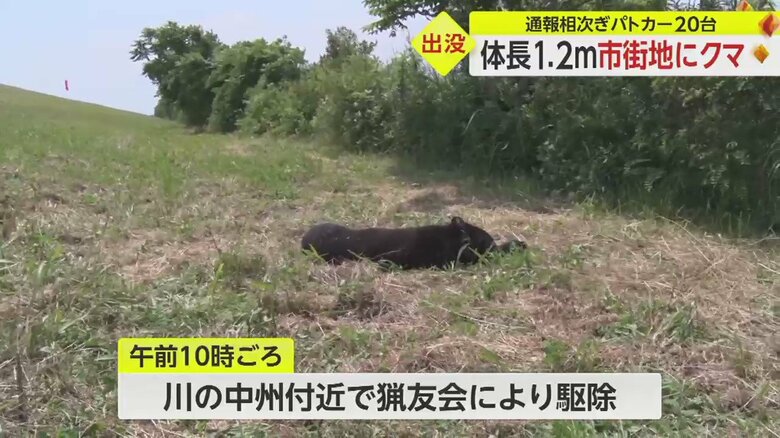 川を泳いで渡ったとみられ、中州付近で駆除された