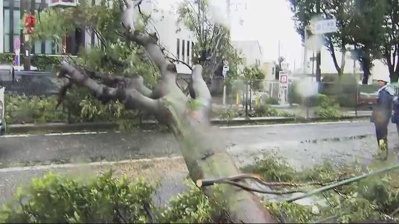 強風による倒木で道路は通行不可能に
