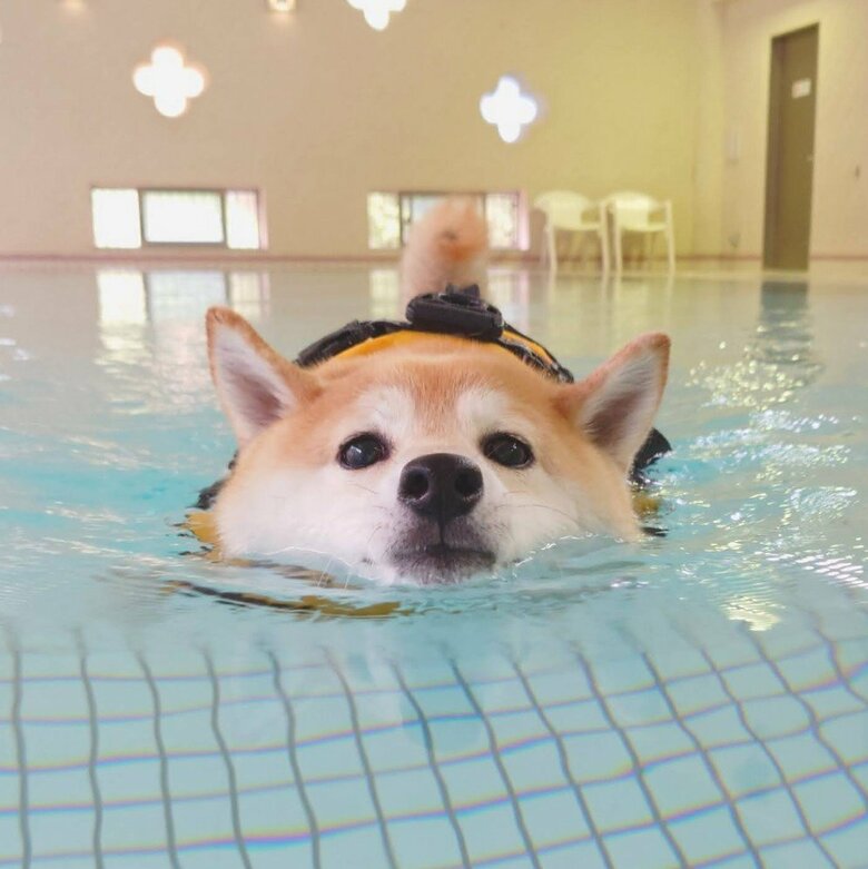 提供：柴犬チャーミーさん