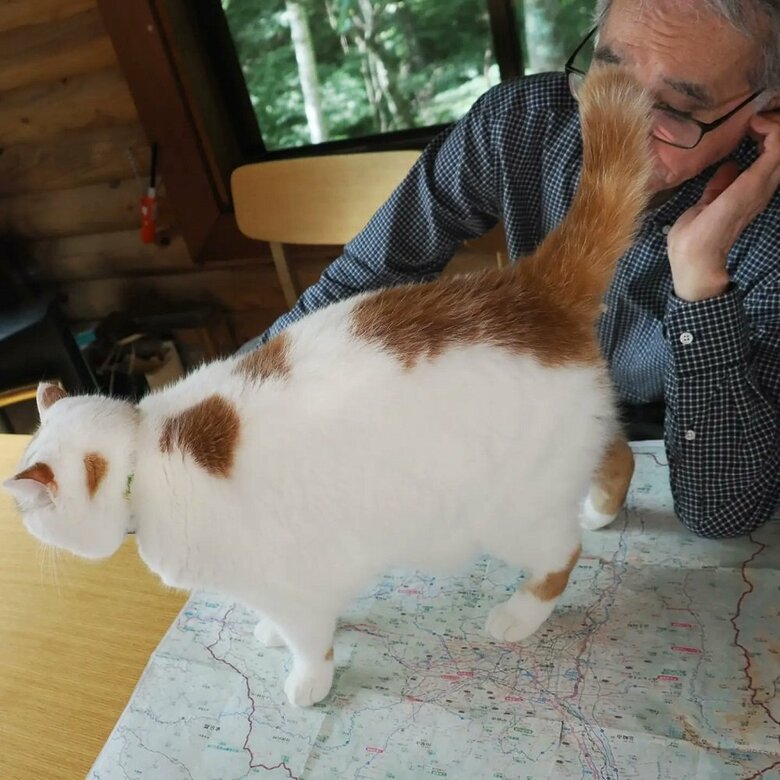 しっぽをゆらゆら誘惑（提供：MARCOさん）