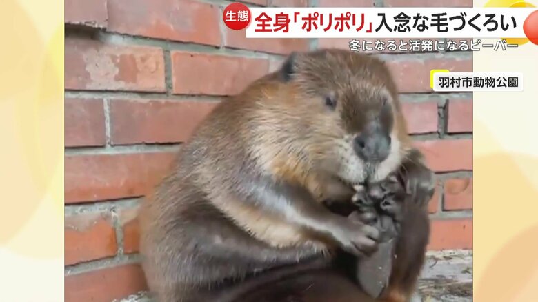 左足の毛を整え、さらに右足もチェックするビーバー