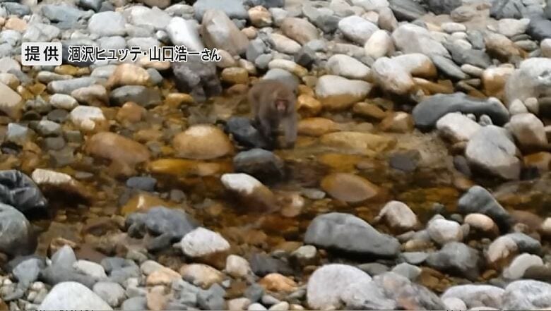 水面をのぞくニホンザル　提供：涸沢ヒュッテ・山口浩一さん