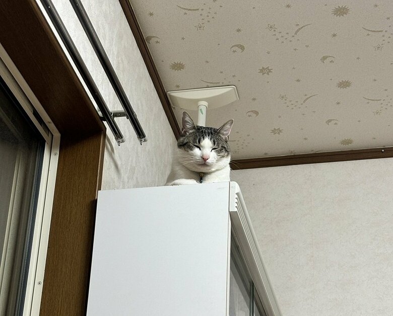 棚付きの机の上によくいるそう