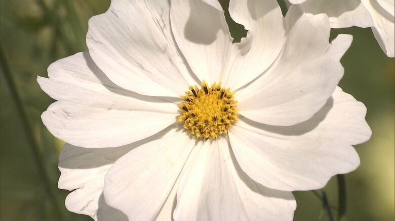 昭和記念公園のコスモス　2015年11月撮影