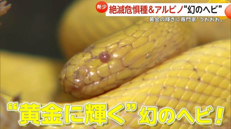 “黄金に輝く”福岡県などの絶滅危惧種「タカチホヘビ」