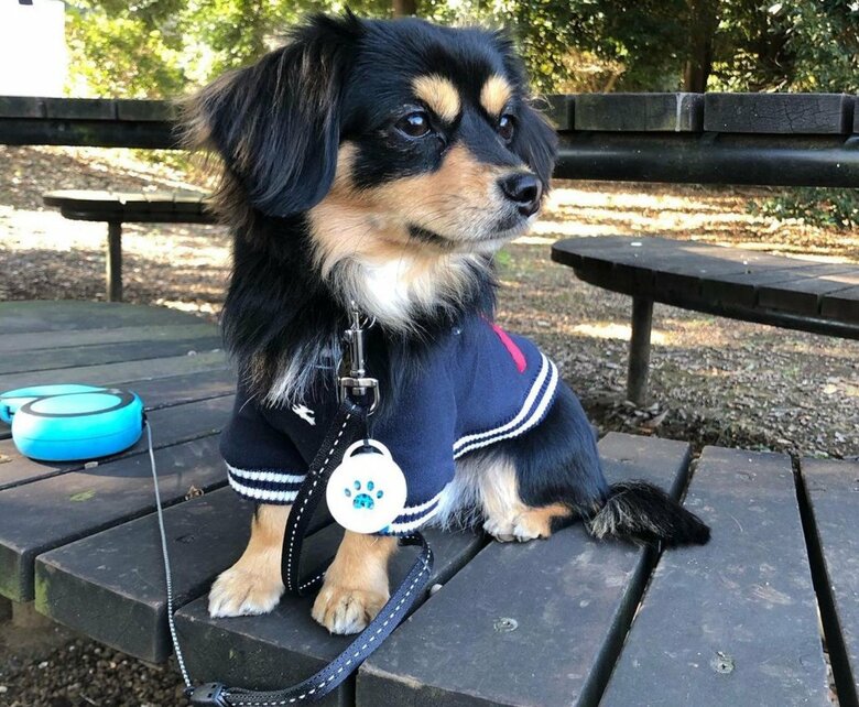 普段のお散歩はこんな感じ