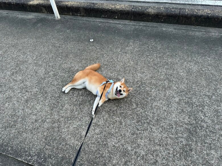 笑顔で散歩拒否（提供：わさび一族さん）