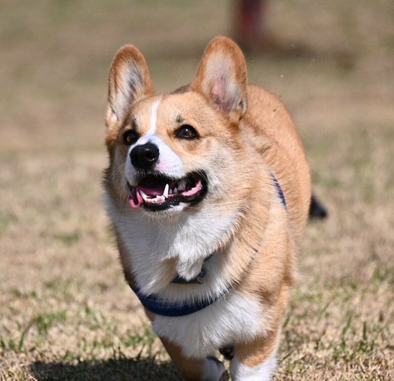 ダッシュ！