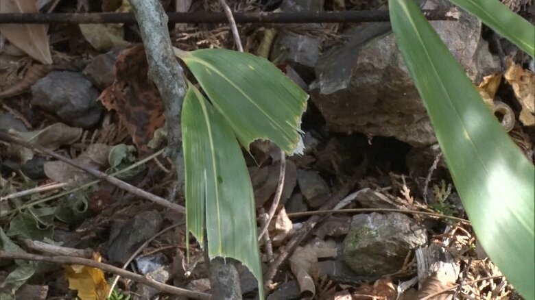 シカは柔らかい部分だけ食べる
