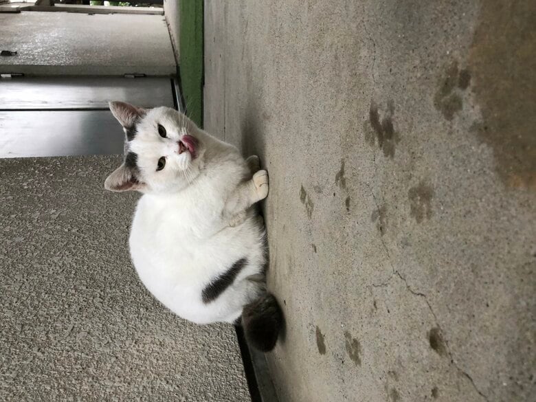 まだなんか食べたいにゃ