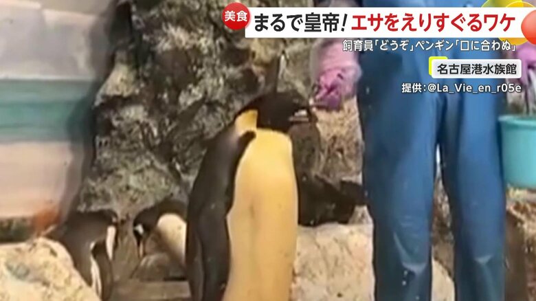 飼育員から餌の魚を受け取るも決して口にしない、オスのエンペラーペンギン（愛知・名古屋港水族館）