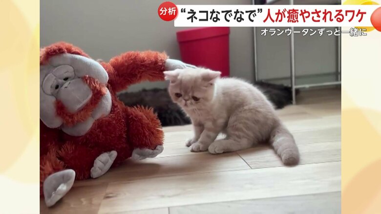 なでられるこまるくん