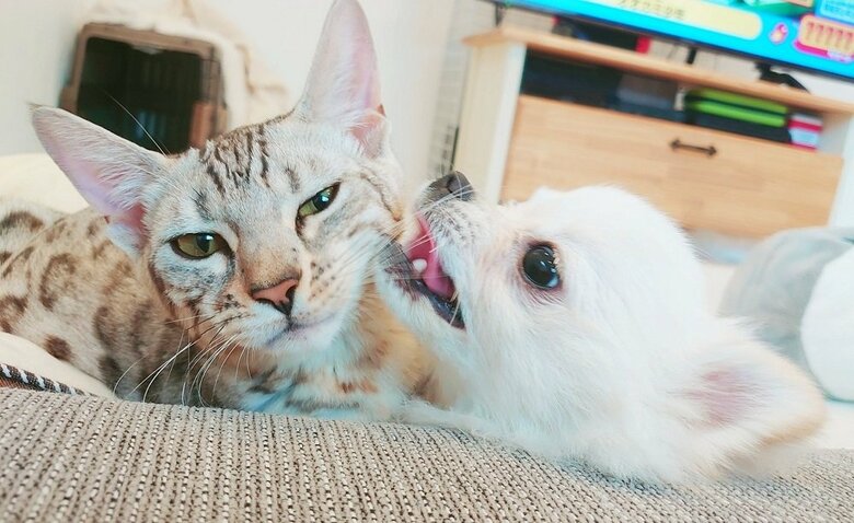 左：一緒に暮らしているうにちゃん　右：こめたくん