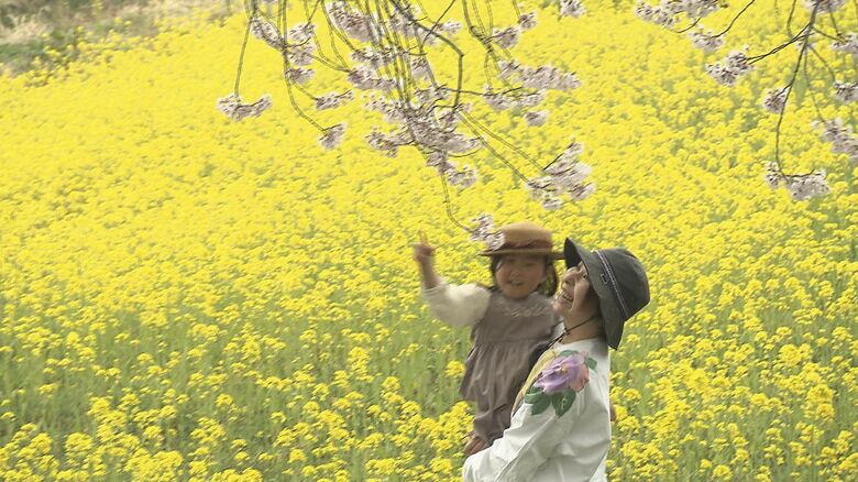 菜の花と桜のお花見
